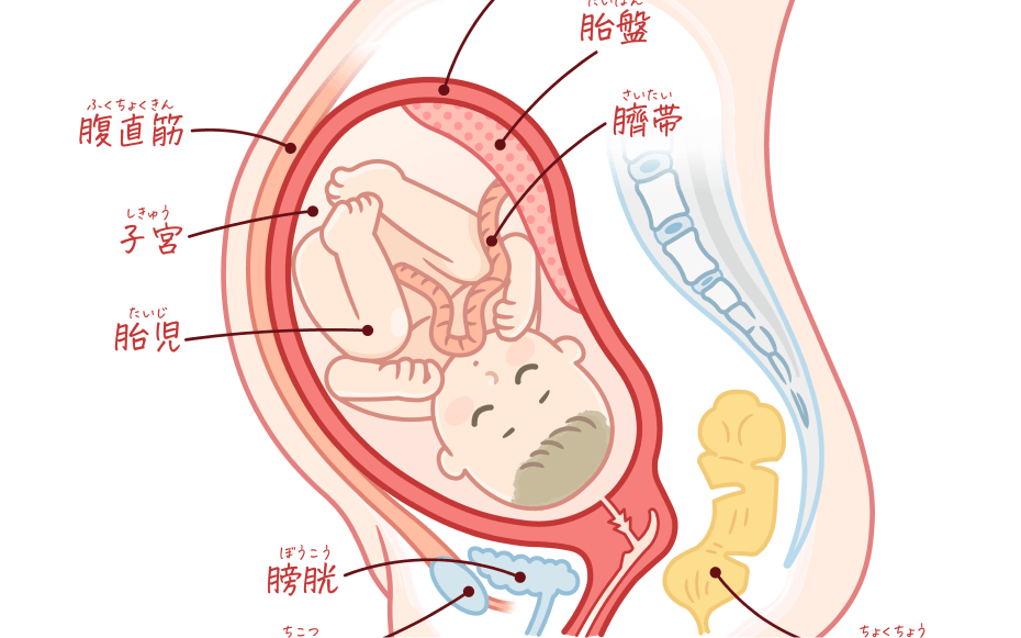おなかの中の赤ちゃん